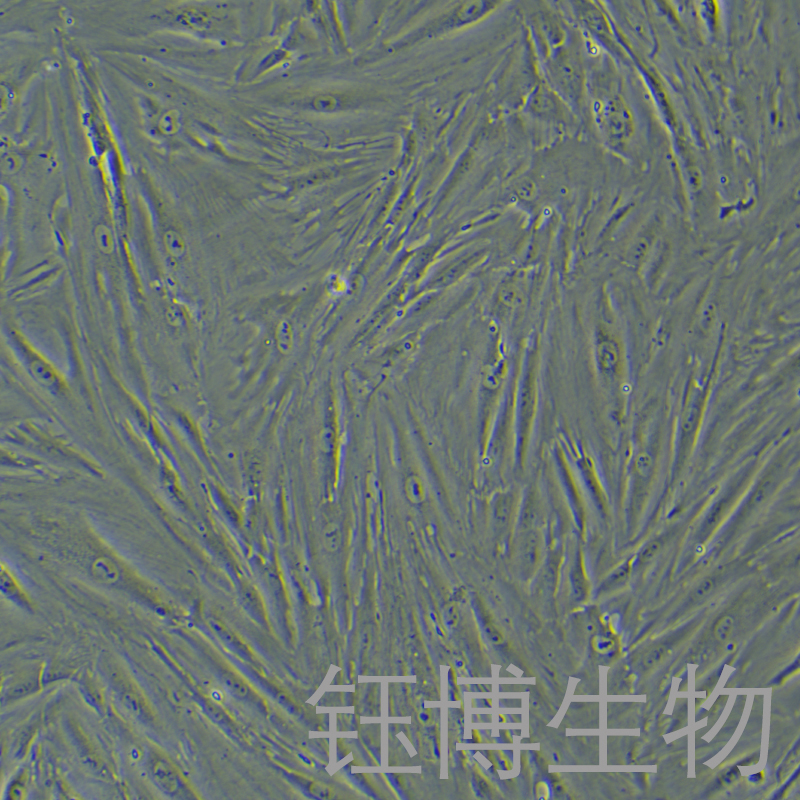 CCD-18Co（人结肠组织细胞）YB-71590HC