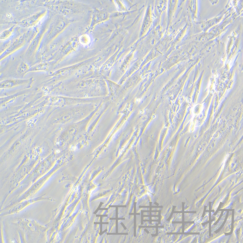 FHs 74 Int（人小肠上皮细胞）YB-71592HC