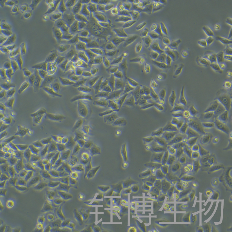 BGC-823（人胃腺癌细胞）YB-71033HC