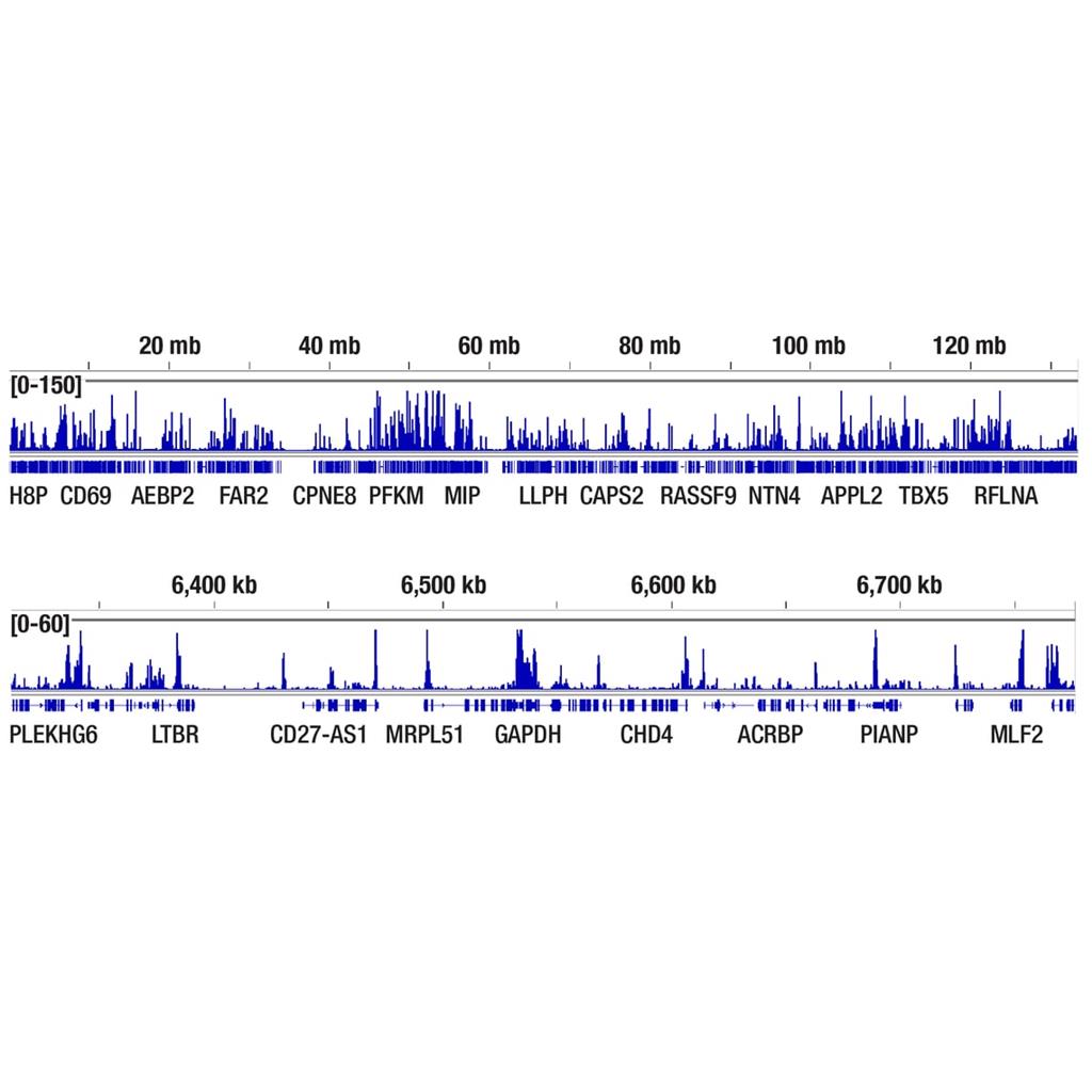 乙酰化组蛋白 H3（赖氨酸 9 位点）（C5B11）兔单克隆抗体