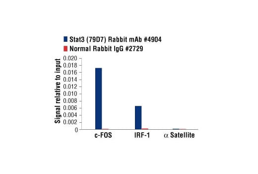 信号转导及转录激活蛋白 3 兔单克隆抗体 (79D7)