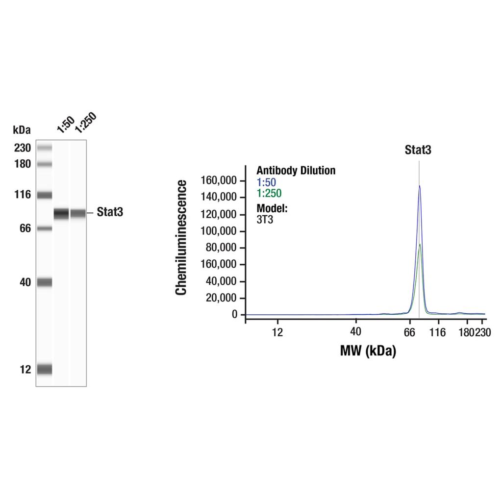 信号转导及转录激活蛋白 3 兔单克隆抗体 (79D7)