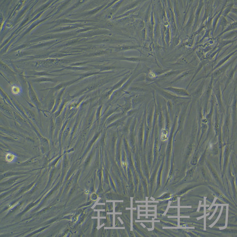 HFF（人包皮成纤维细胞）YB-71625HC