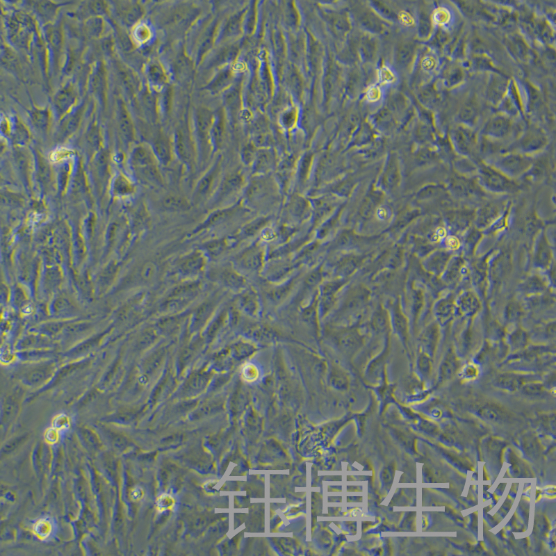 KGN（人卵巢颗粒细胞）YB-71603HC