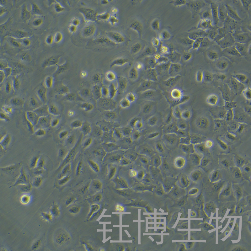 HMC3（人小胶质细胞）YB-71620HC