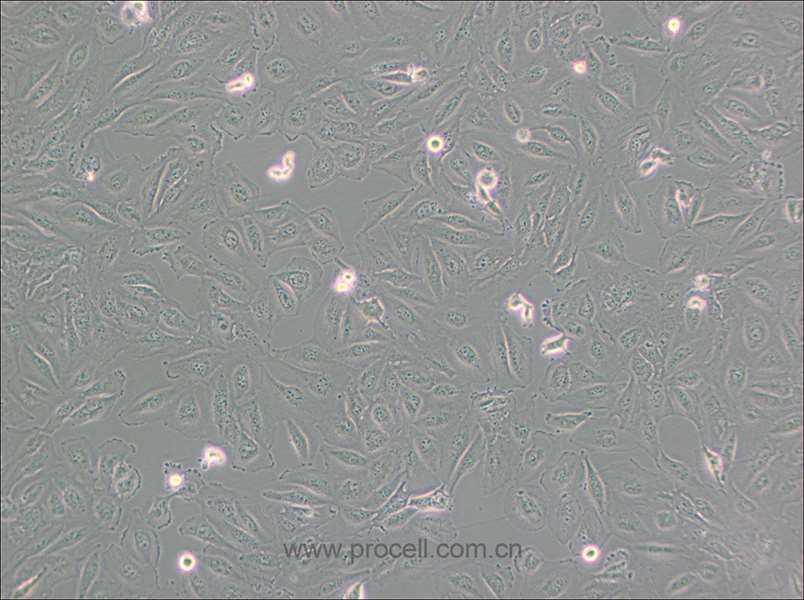 Daoy细胞 (人髓母细胞瘤细胞) (STR鉴定正确)CL-0615