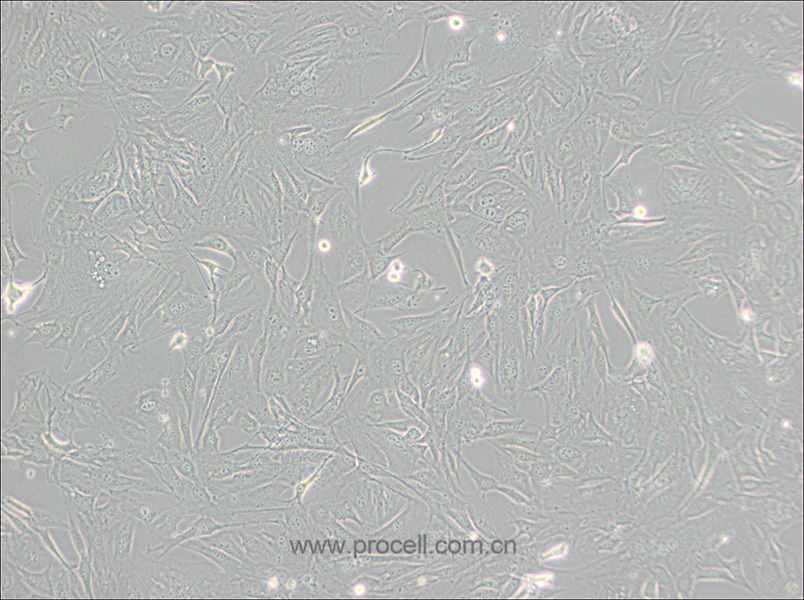 3T3-Swiss albino细胞 (小鼠胚胎成纤维细胞) (STR鉴定正确)CL-0536