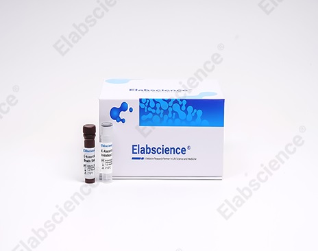 EasySort 小鼠CD8+T细胞分选试剂盒