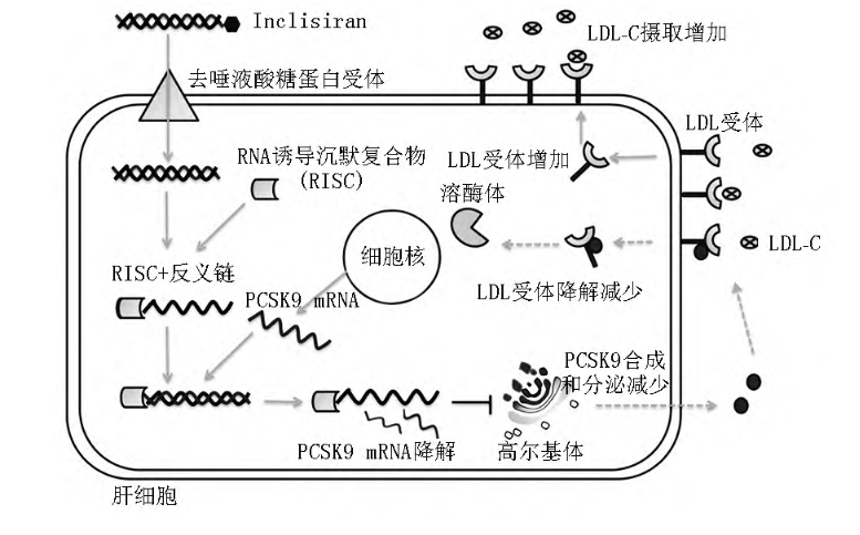 英克司兰-Inclisiran sodium