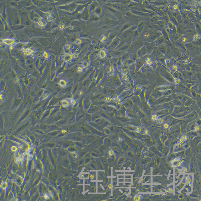 Calu-1（人肺癌细胞）YB-71053HC
