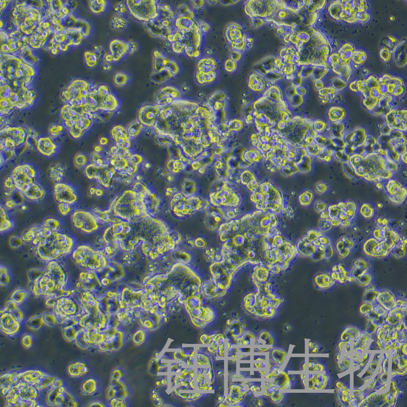 LS513（人结直肠癌细胞）YB-71640HC