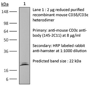 抗小鼠 CD3ε（InVivoMAb）