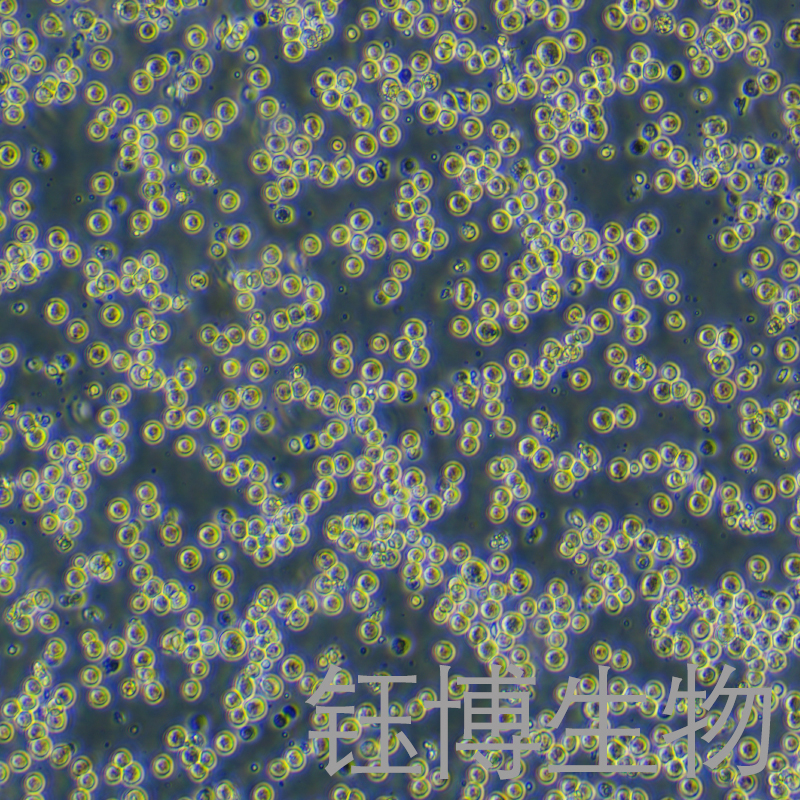 COLO 205（人结肠癌细胞）YB-71066HC