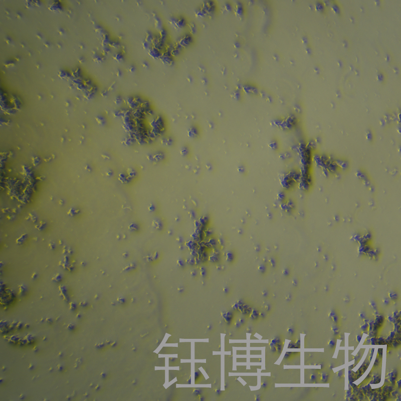 DMS 153（人小细胞肺癌）YB-71558HC