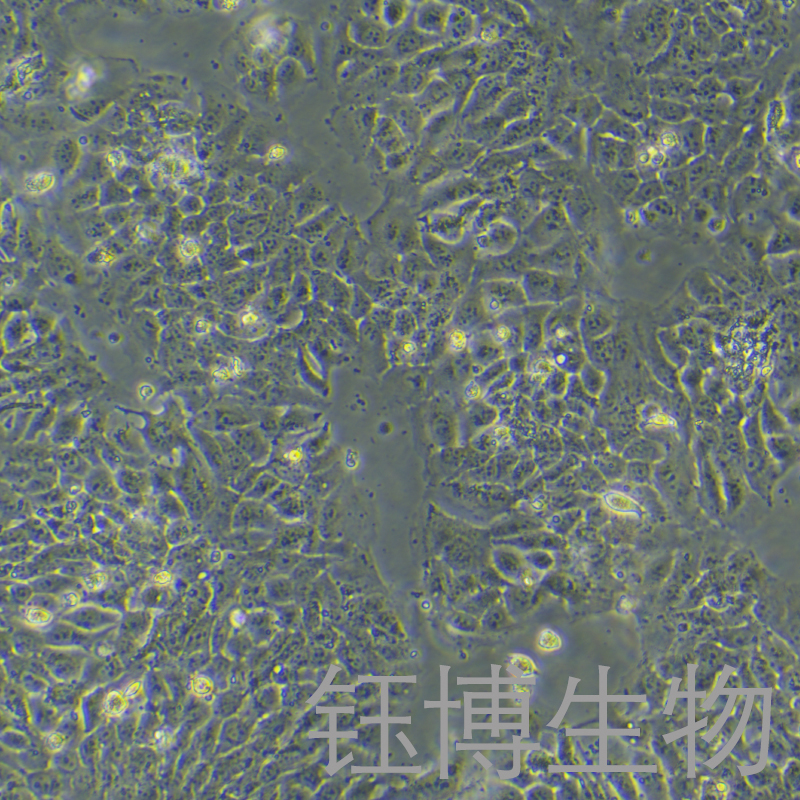 Hacat（人永生化角质形成细胞）YB-71090HC