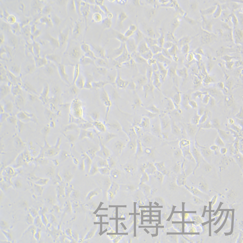 Hep 3B2.1-7（人肝癌细胞）YB-71102HC