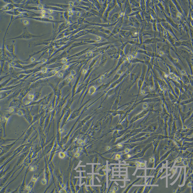 HFF-1（人包皮成纤维细胞）YB-71352HC