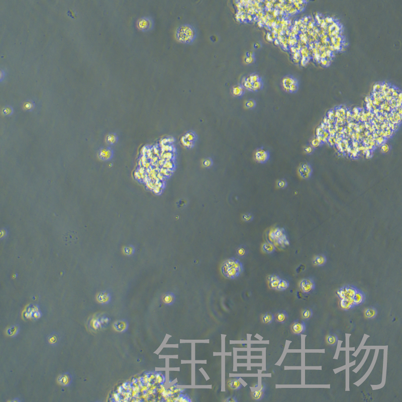 HuT 78（人T淋巴细胞白血病细胞）YB-71364HC