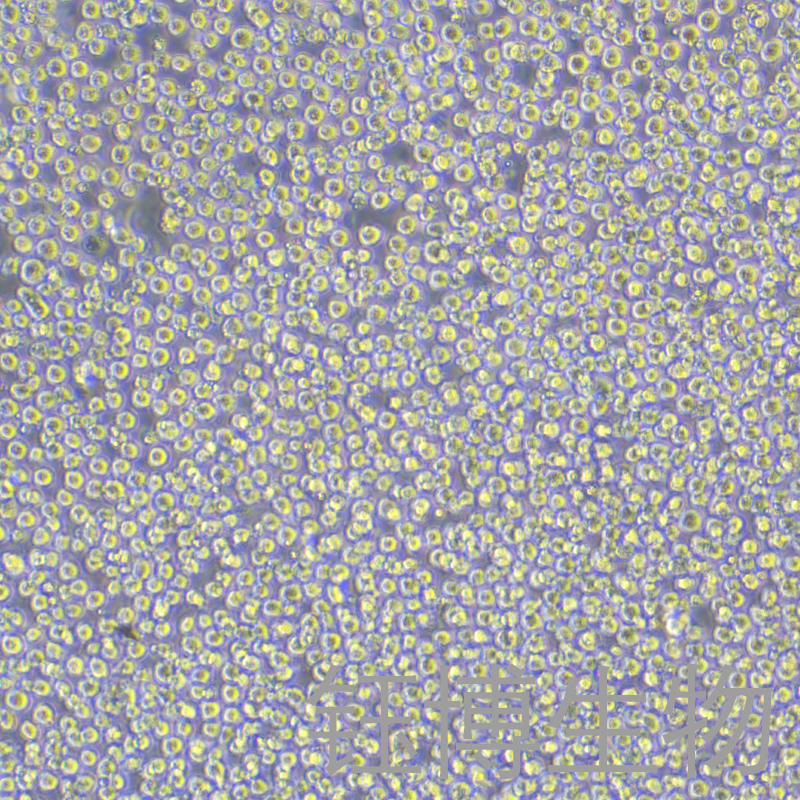 K-562 [K562]（人慢性髓原白血病细胞）YB-71130HC