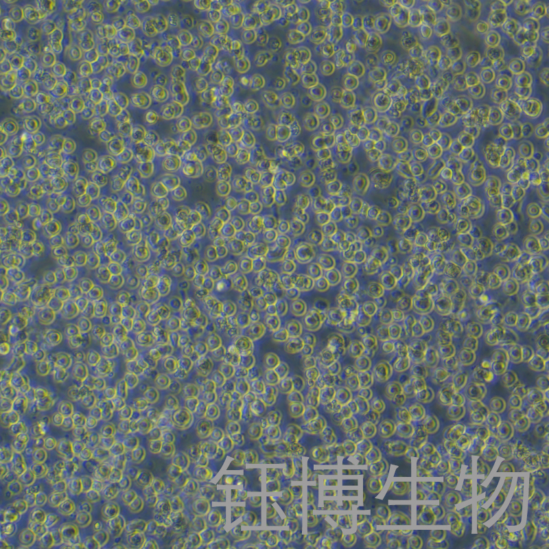 KU812（人外周血嗜碱性白血病细胞）YB-71134HC