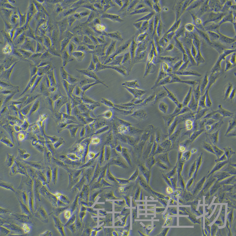 HSC-T6（大鼠肝星形细胞）YB-73116RC