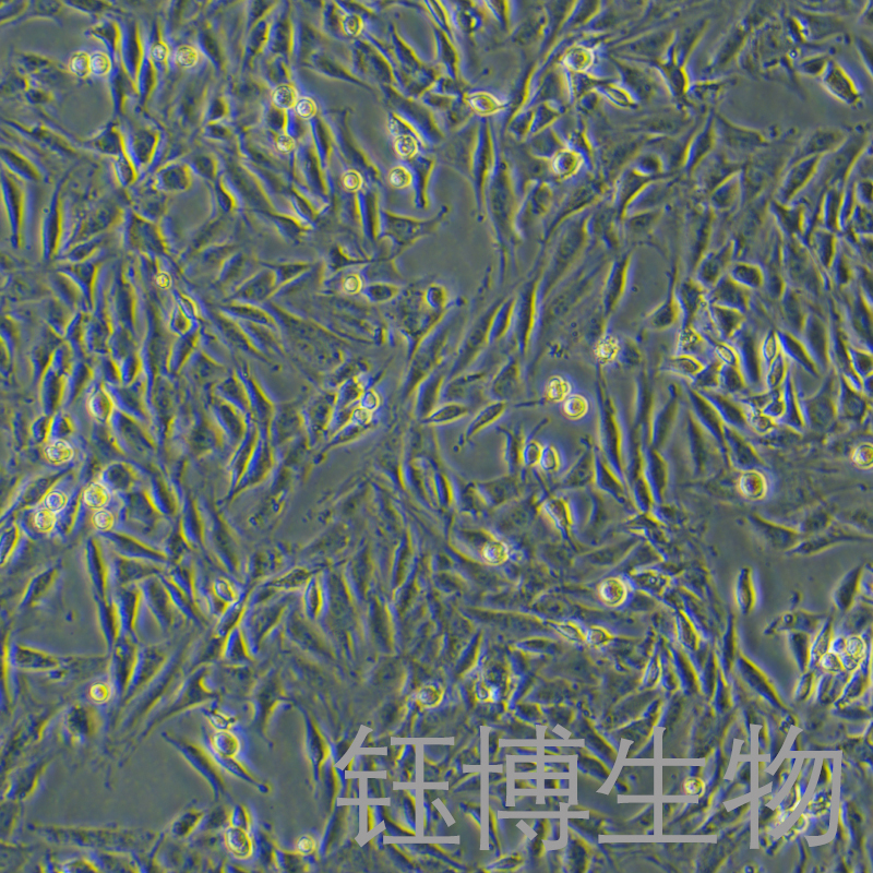 L6（大鼠成肌细胞）YB-73136RC