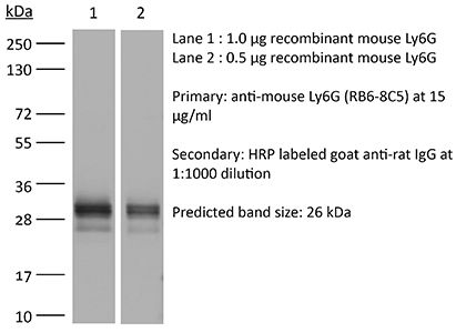 抗小鼠 Ly6G /Ly6C（Gr-1）单克隆抗体（体内用）