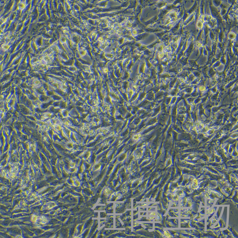 NRK（大鼠肾细胞）YB-73173RC