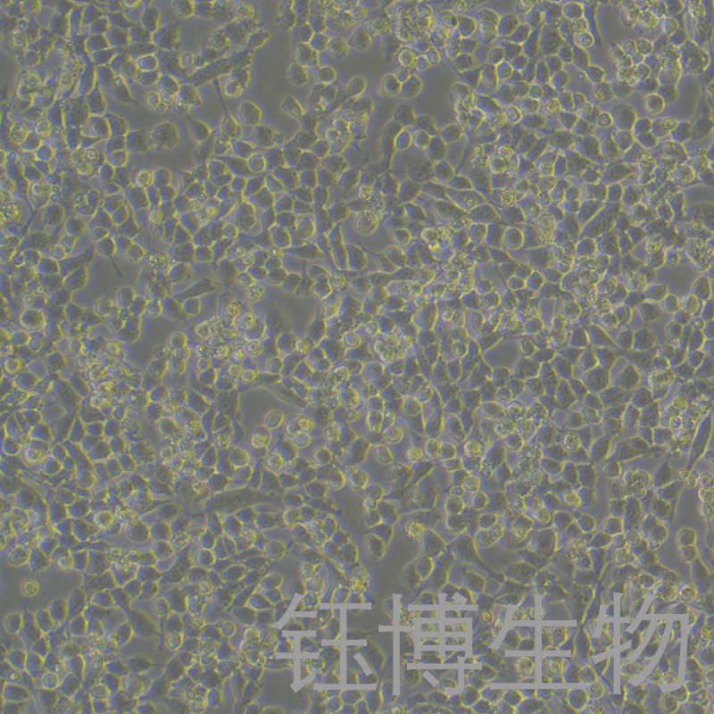 RSC96（大鼠雪旺细胞）YB-73199RC