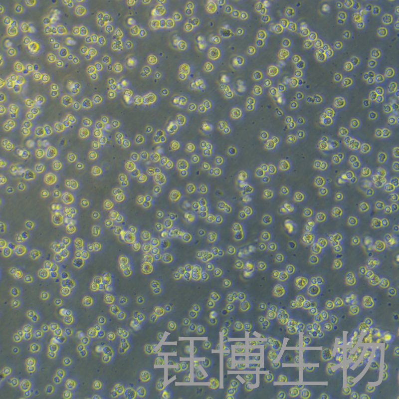 MMQ（大鼠垂体瘤细胞）YB-73058RC