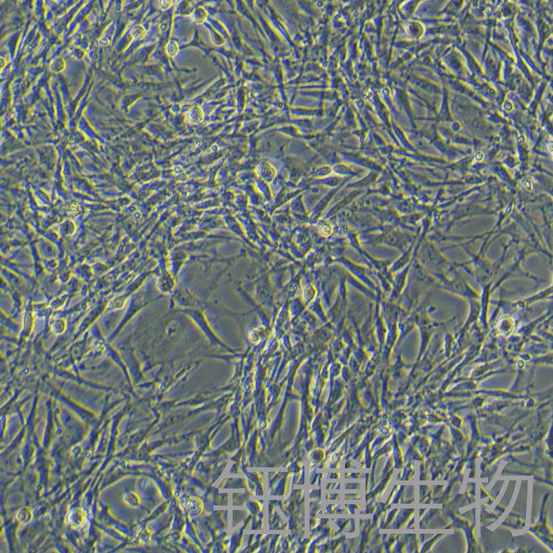 RS1（大鼠皮肤成纤维样细胞）YB-73430RC