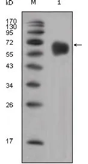 FGFR4 Mouse Monoclonal Antibody