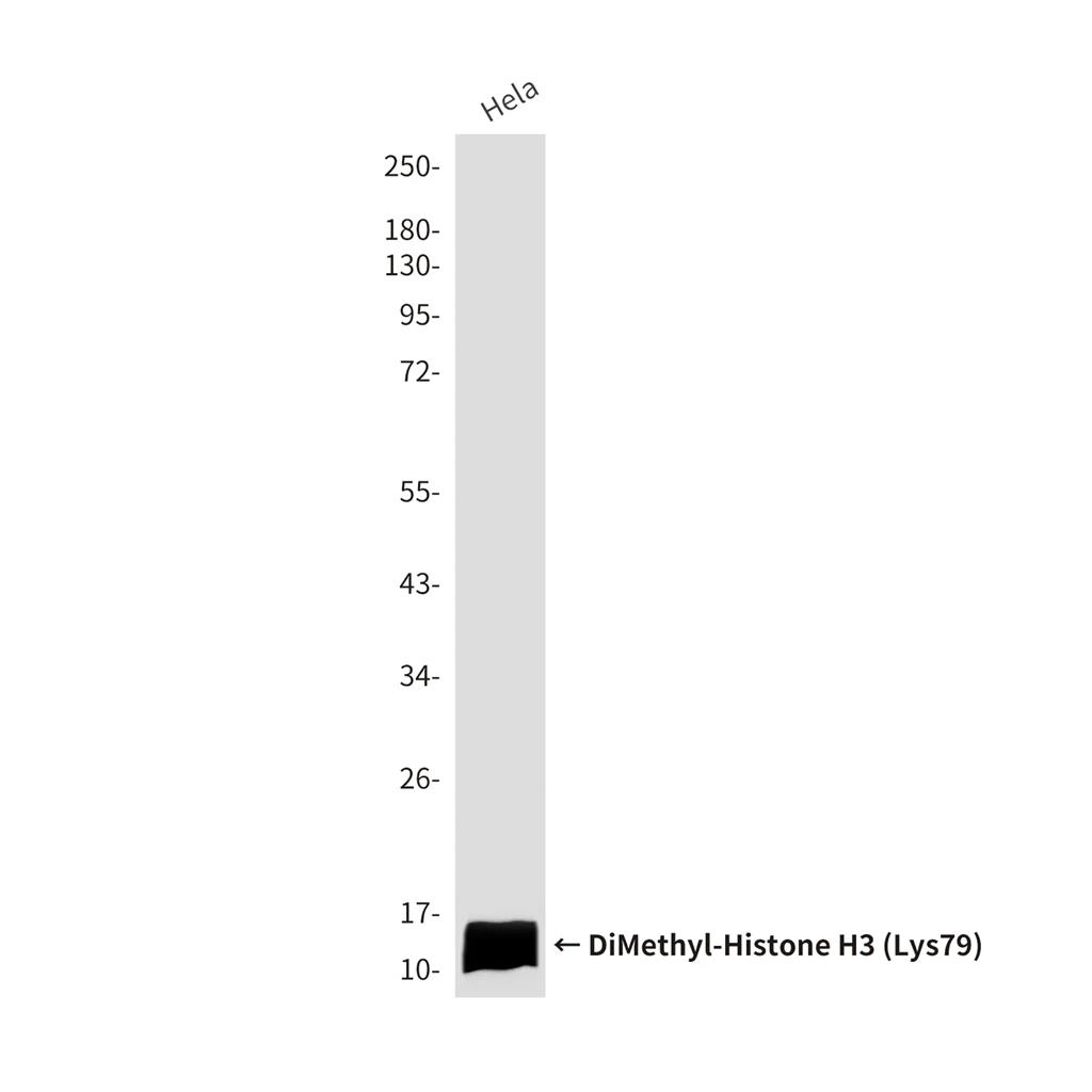 DiMethyl-Histone H3 (Lys79) (3E4) Mouse Monoclonal Antibody
