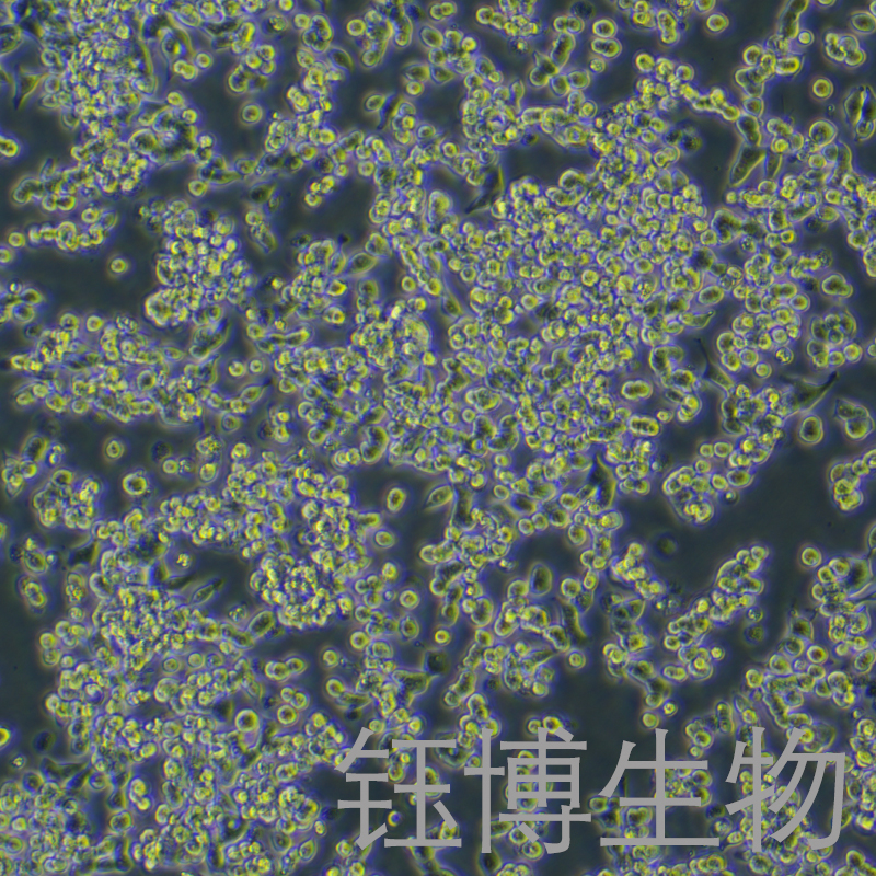 LoVo（人结肠癌细胞）YB-71144HC