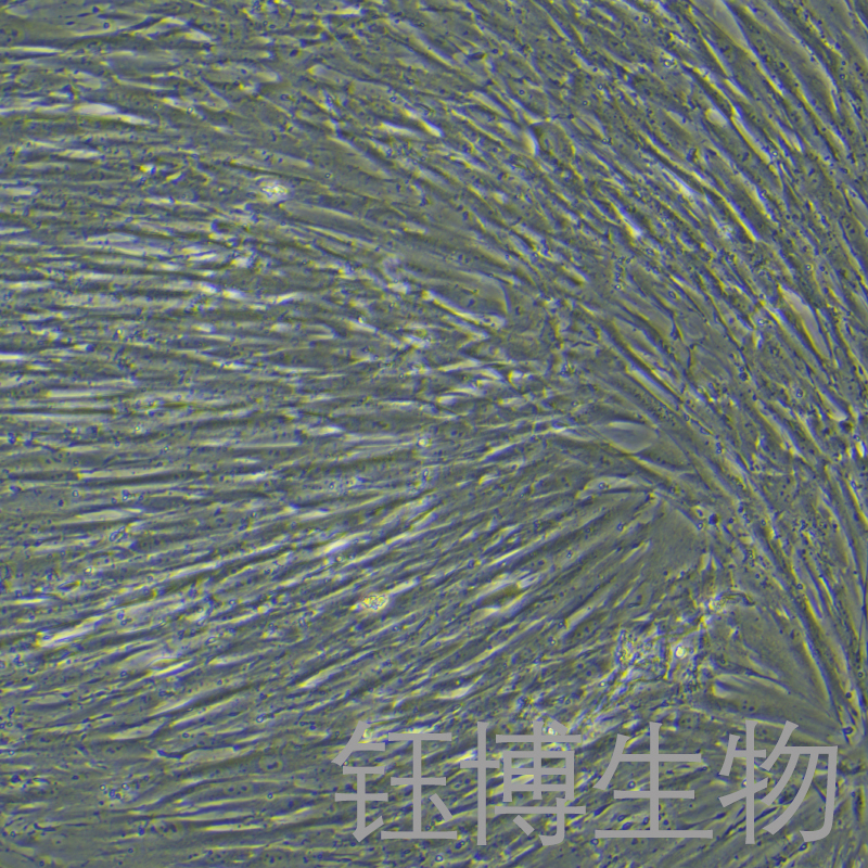 MRC-5 (人胚肺细胞) YB-71161HC