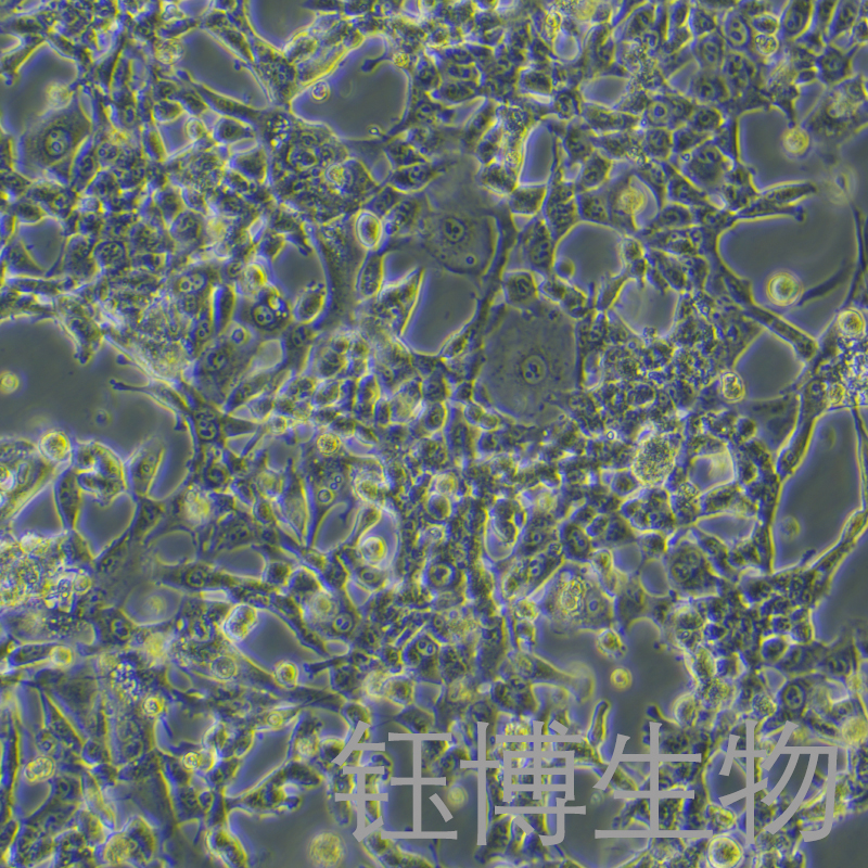 MSTO-211H（人肺癌细胞株）YB-71163HC