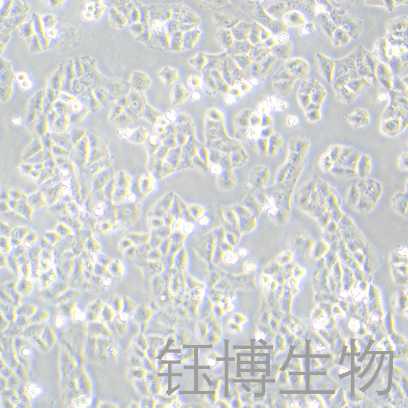 NCI-H460 [H460]（人大细胞肺癌细胞）YB-71299HC