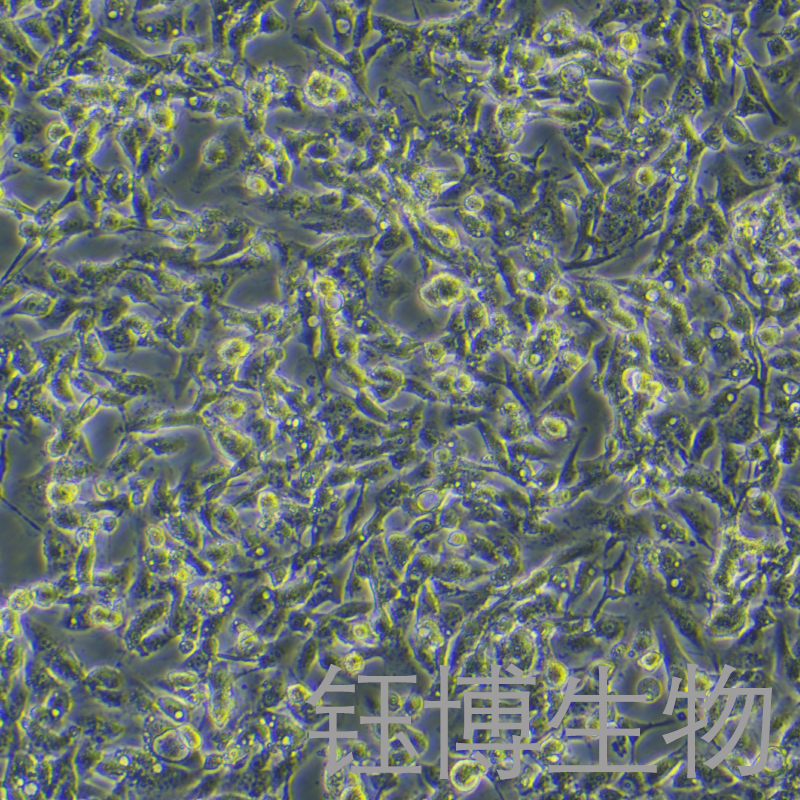 NCI-H1395（人肺腺癌细胞）YB-71275HC