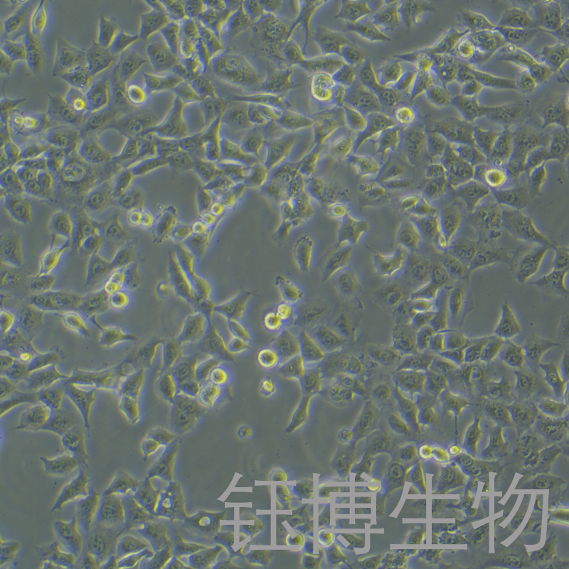 NCI-H1975（人肺腺癌细胞）YB-71298HC