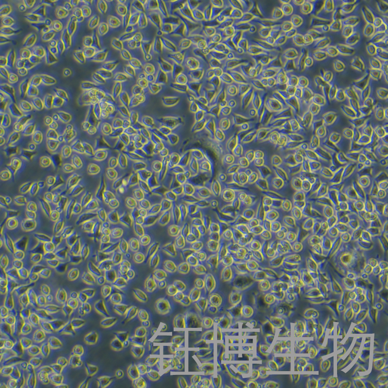 A9（小鼠皮下结缔组织细胞）YB-72018MC