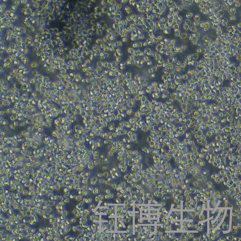 Ana-1（小鼠巨噬细胞）YB-72023MC