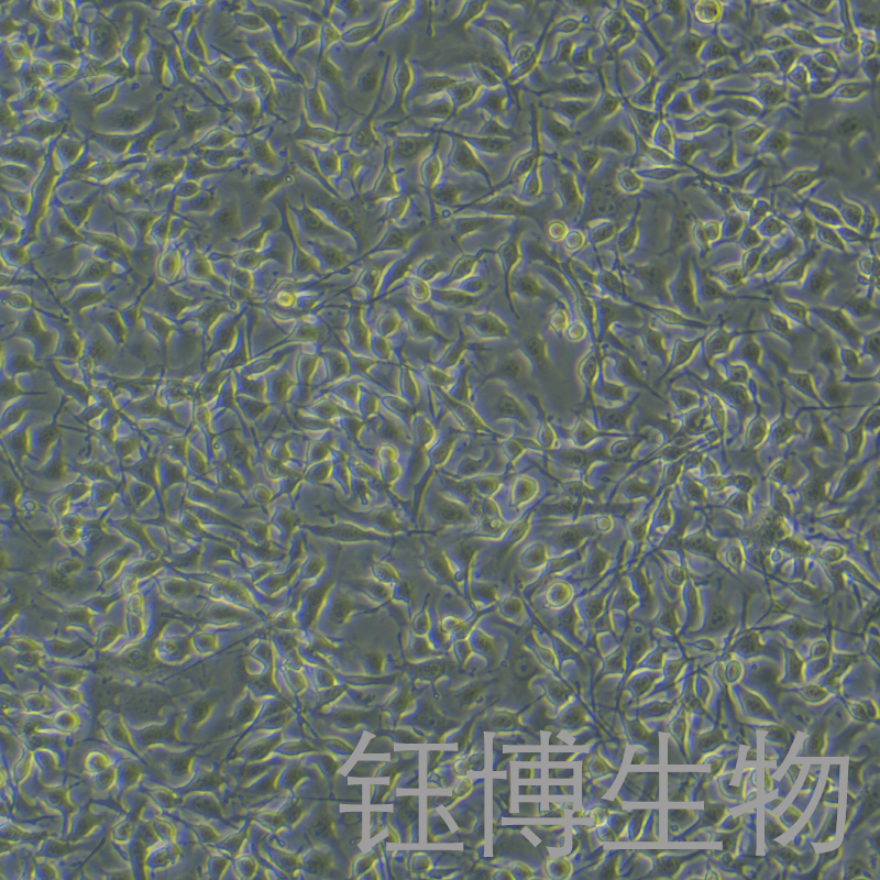 B16（小鼠黑色素瘤细胞）YB-72029MC