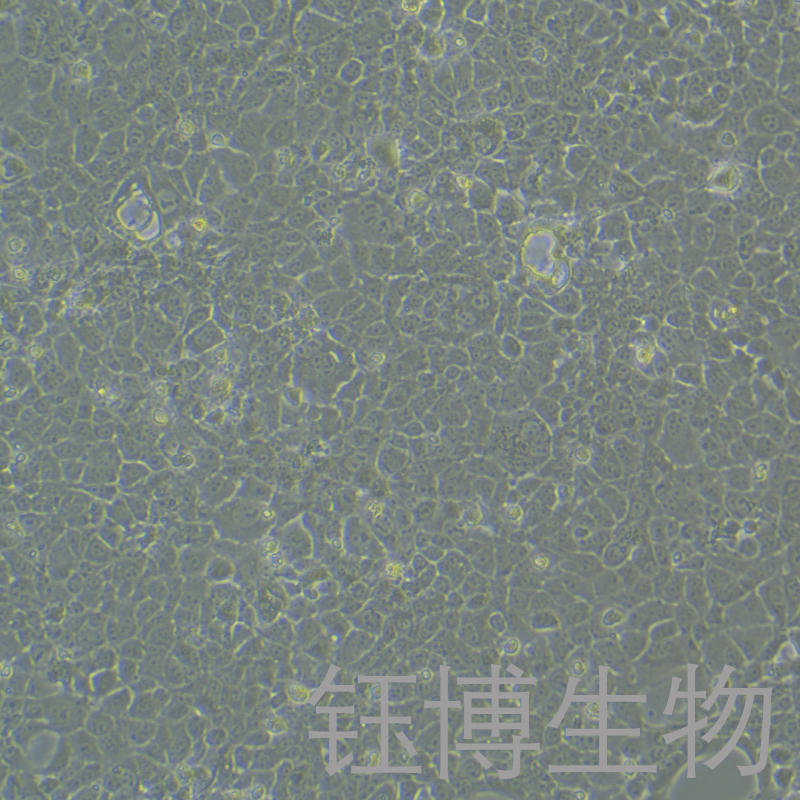 BNL CL.2（小鼠胚胎肝细胞）YB-72037MC