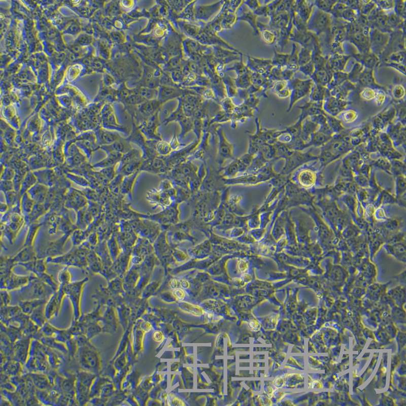 Hepa 1-6（小鼠肝癌细胞）YB-72105MC