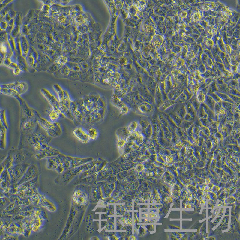 MLTC-1（小鼠睾丸间质细胞瘤细胞）YB-72159MC