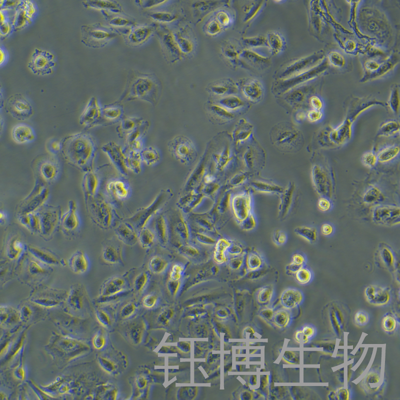 OS-RC-2（人肾癌细胞）YB-71177HC