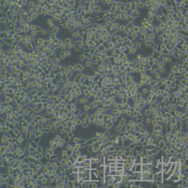 RKO（人结肠腺癌细胞）YB-71196HC