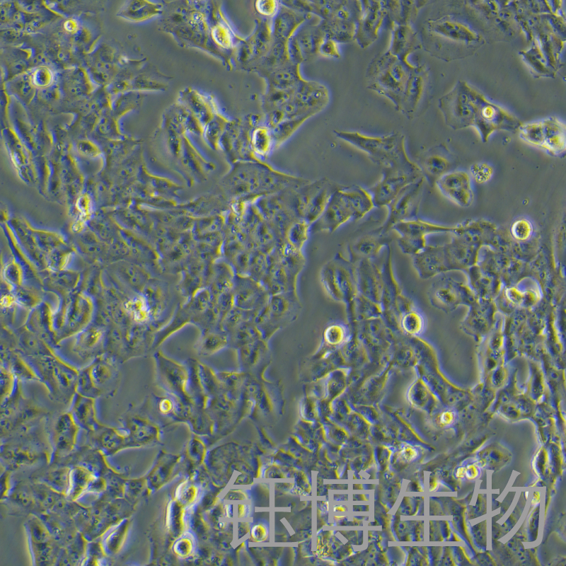 SK-MES-1（人肺鳞癌细胞）YB-71213HC