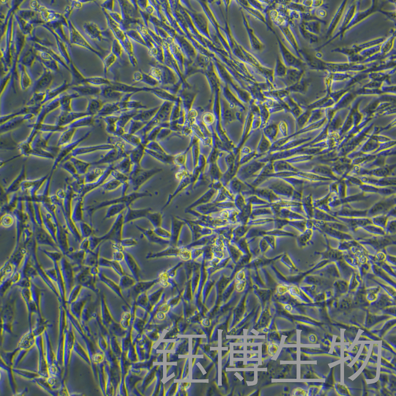 NIH/3T3（小鼠胚胎细胞）YB-72171MC