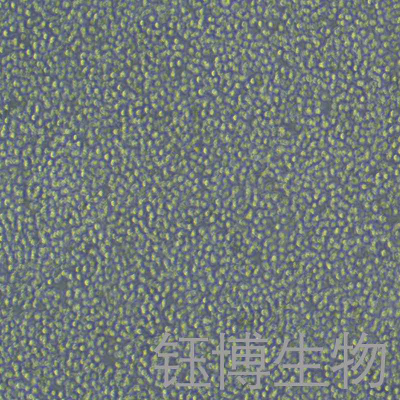 P815（小鼠肥大细胞瘤细胞）YB-72182MC